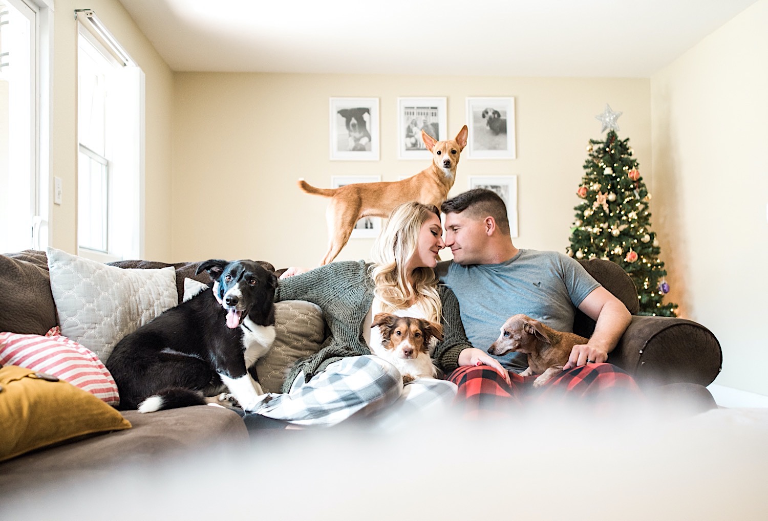 couple on the couch with four dogs at christmas