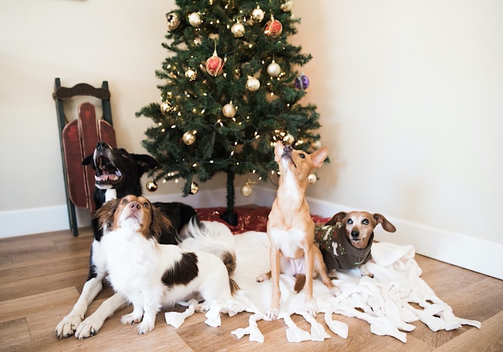 four dogs sitting in front of the Christmas tree