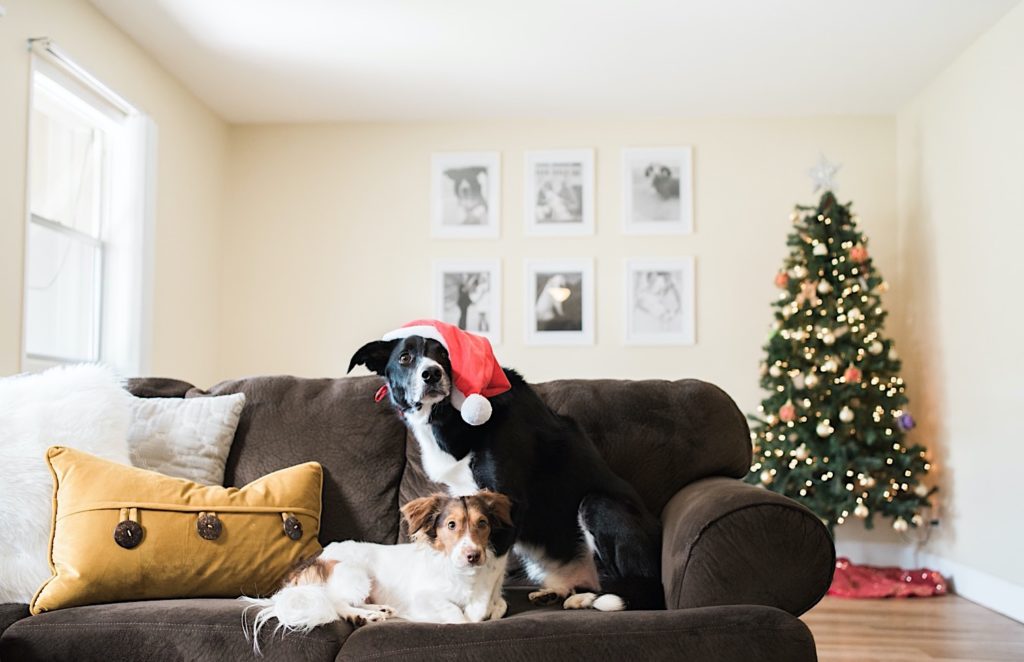 dog with santa hat 