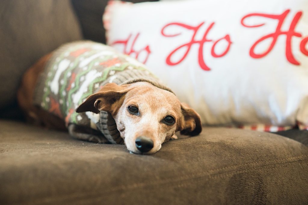 weiner dog in a christmas sweater laying on the couch
