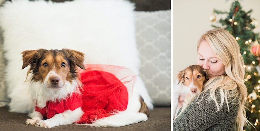 dog in a dress laying on the couch