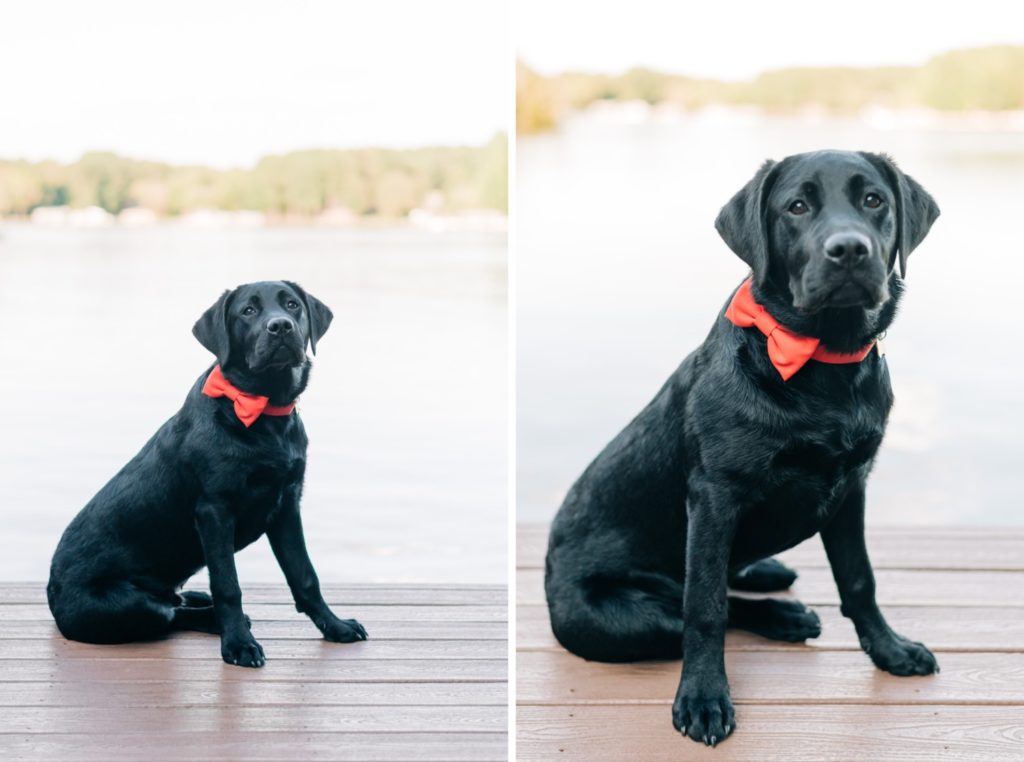 black lab puppy wearing a red bow tie