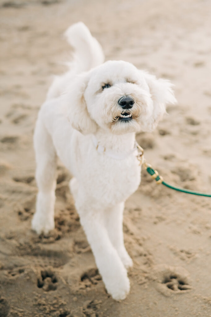 dog smiles for photos