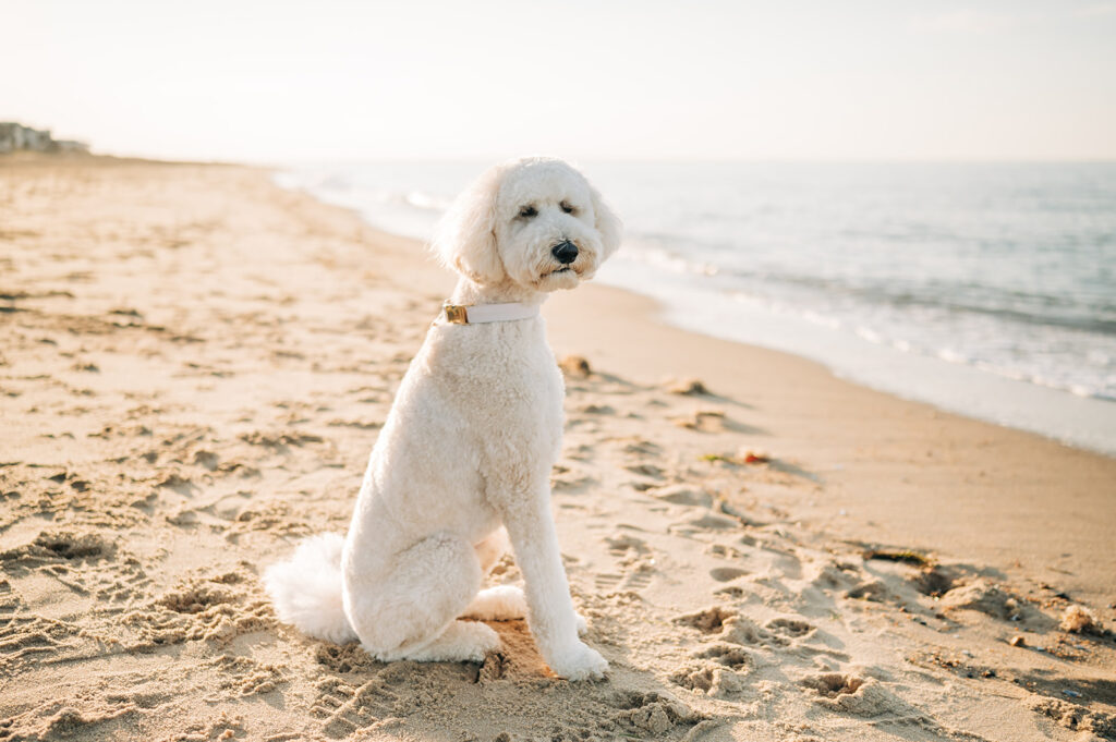Dog sits on beach