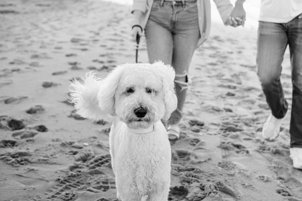 dog walks